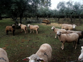 EL VENERO DE MOSTOLES